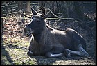 15_zoo_01012022.JPG