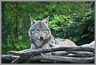 26_ZOO_13052022.JPG