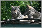 29_ZOO_13052022.JPG