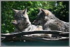 31_ZOO_13052022.JPG