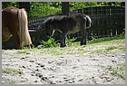 34_ZOO_13052022.JPG